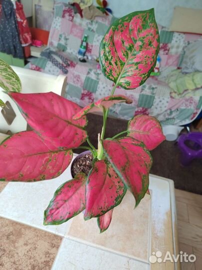 Аглаонема в ассортименте