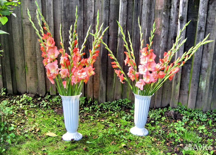 Продаются цветы гладиолусов