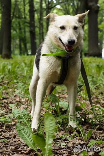 Собака Айно ищет дом