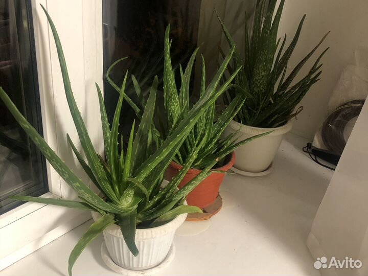 Алоэ вера 3 горшка