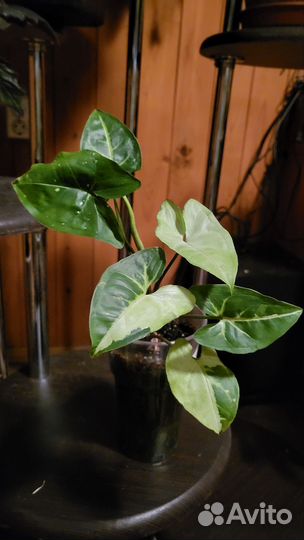 Сингониум панда вайт