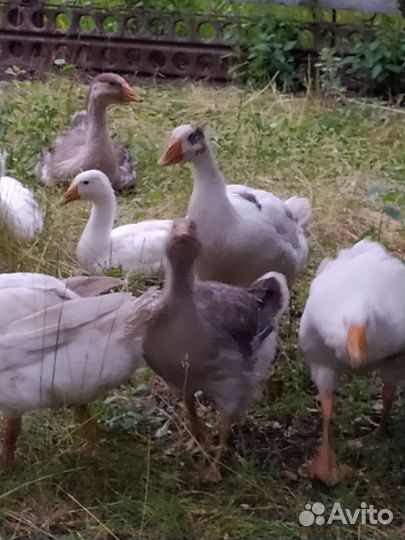 Молодые гуси