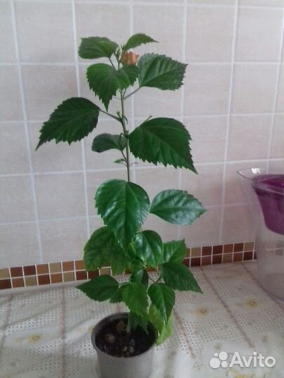 Домашние цветы