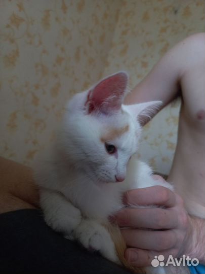 Кошка в дар бесплатно