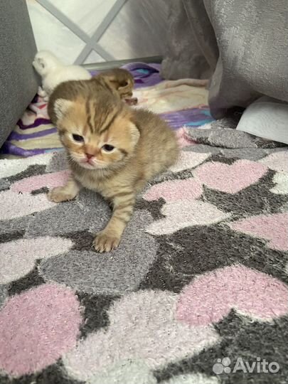 Шотландские котята
