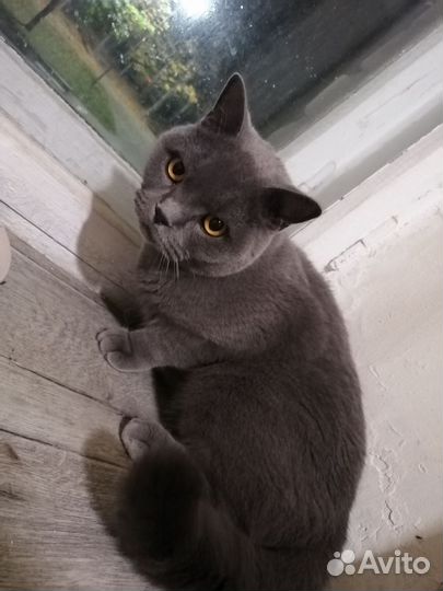 Британская