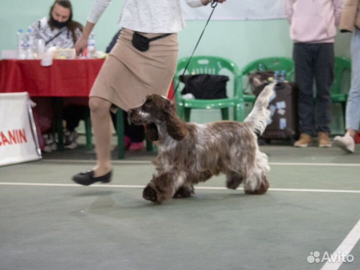 Английский кокер спаниель, вязка