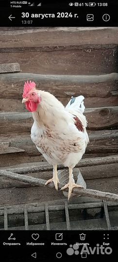 Молодые петухи