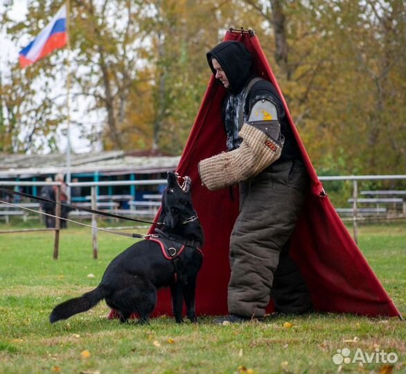 Дрессировка и обучение собак кинолог