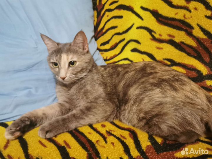 Кошку в добрые руки