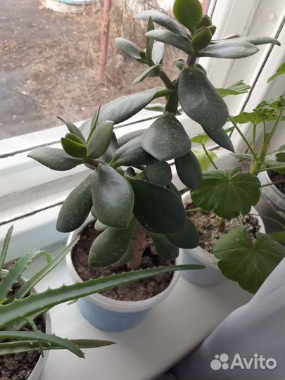 Комнатные растения