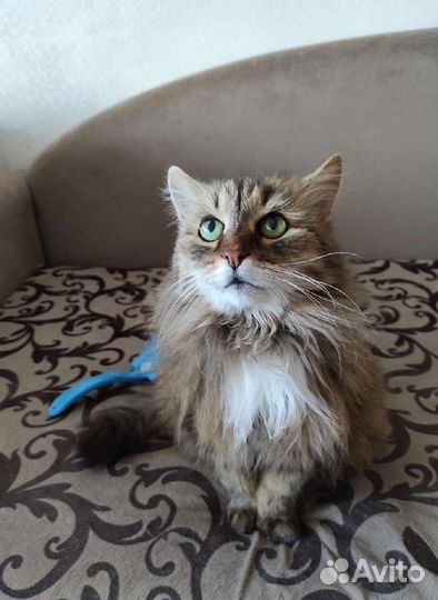 Кошка Марфа