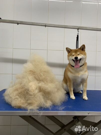 Грумер стрижка собак