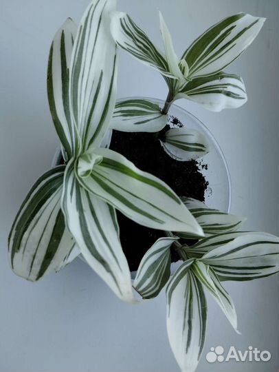 Традесканция