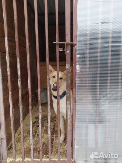 Помогите Гашеку найти дом