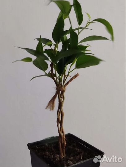 Фикус Наташа