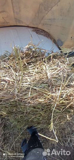 Люцерка,сено разнотравье