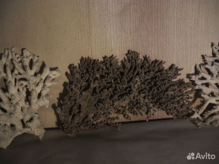 Морские кораллы