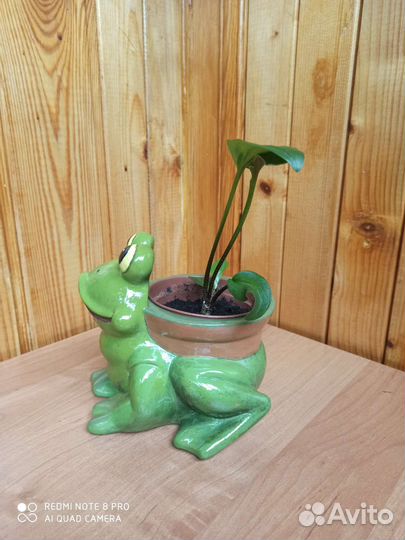 Кашпо лягушка с цветком дримиопсис