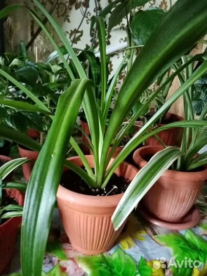 Хлорофитум традесканция