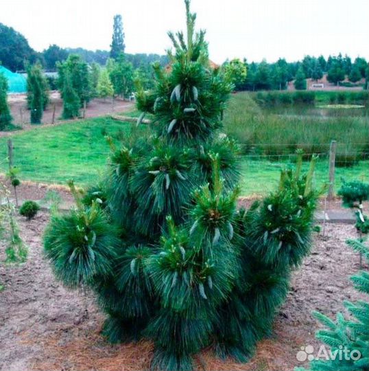 Сосна Шверина Витхорст Pinus schwerinii Wiethorst