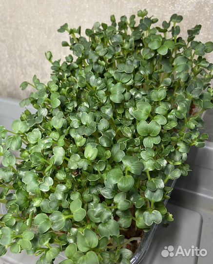 Микрозелень в ассортименте