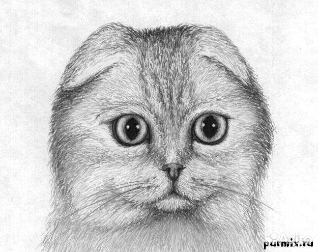 Вислоухие котята