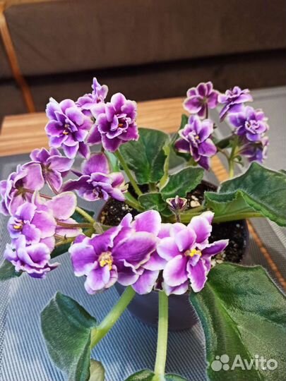 Фиалки цветущие в горшке