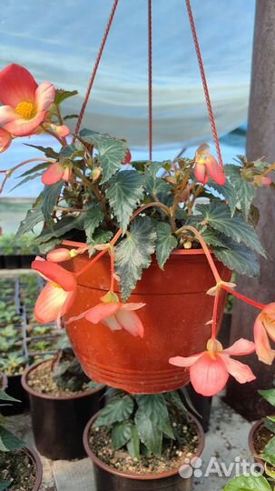 Бегония Беллекония ампельная