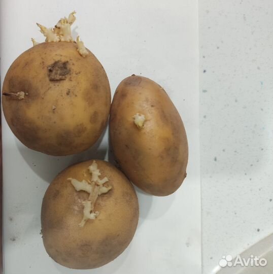 Семенной картофель