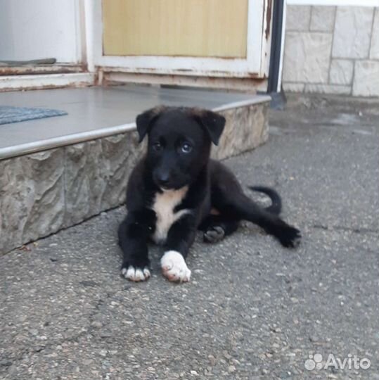 Щенки бесплатно