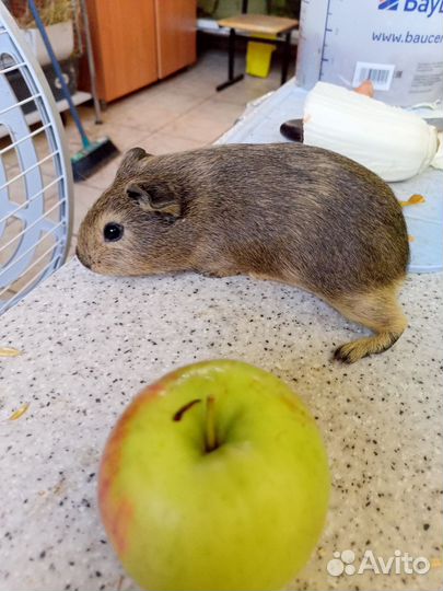 Морская свинка