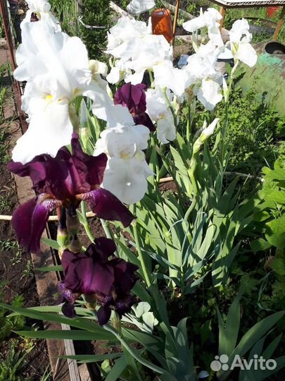 Ирисы сортовые и простые