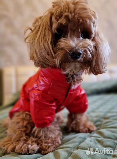Одежда для собак