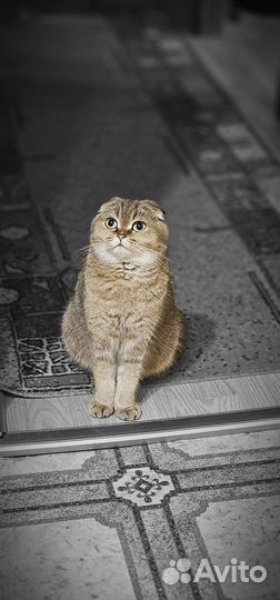 Отдам кошку в добрые руки