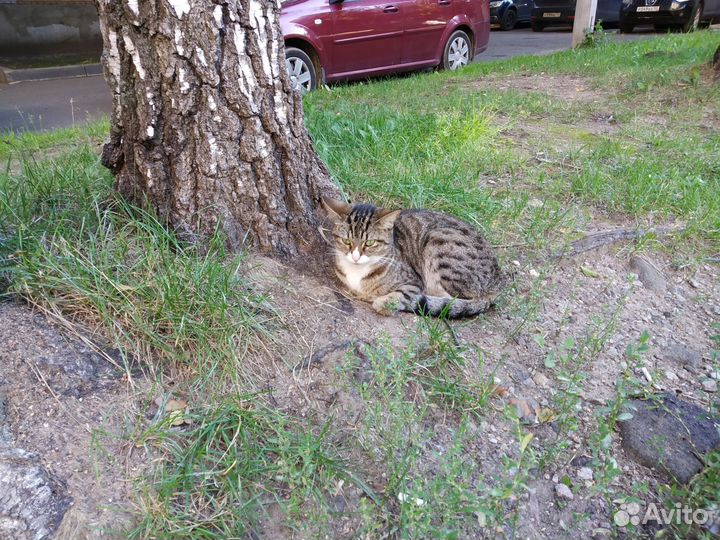 На счастье кошь