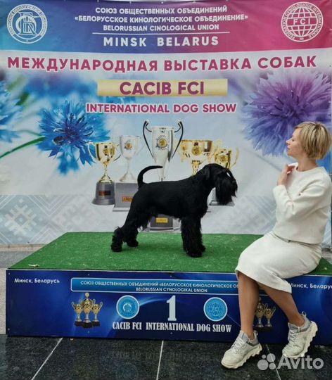 Щенки и собаки