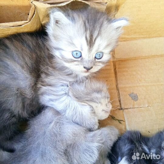 Котята отдам бесплатно