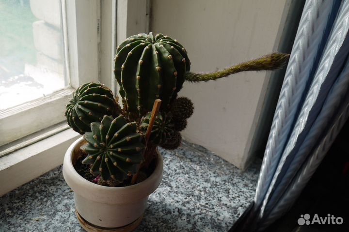 Цветущий Кактус