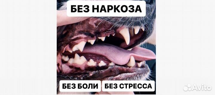 Ультразвуковая чистка зубов собакам