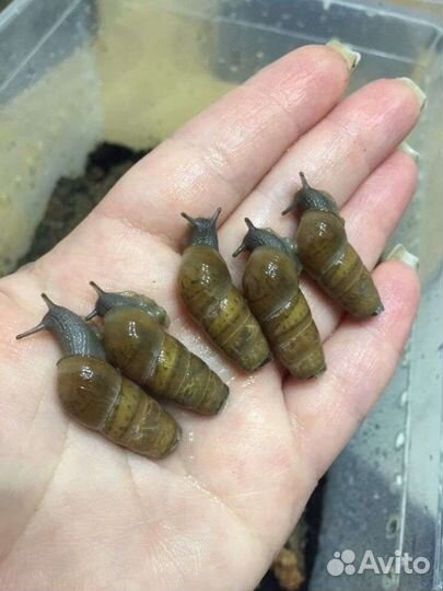 Улитки Ахатины, Архахатины, Кивсяки, Мокрицы