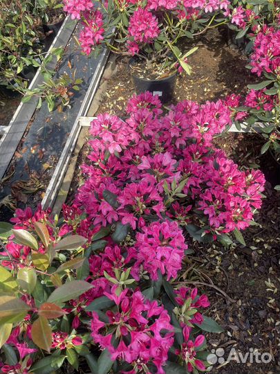 Рододендрон