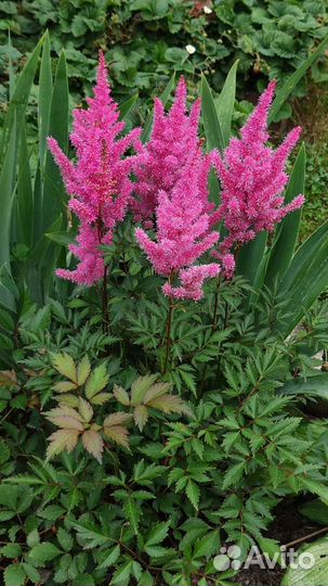 Астильбы. Многолетники