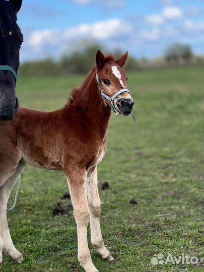 Лошади разные