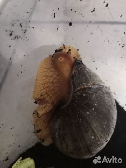 Улитки ахатины бесплатно