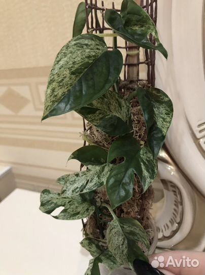 Эпипремнум Вайт Марбл