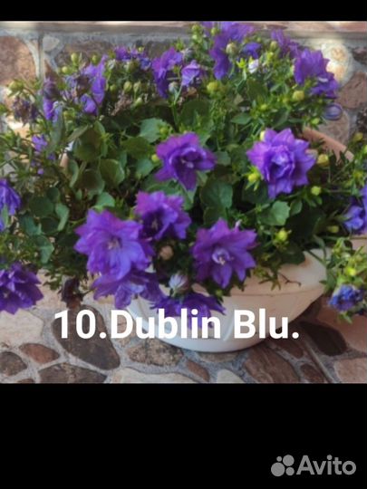 Кампанула жених и невеста