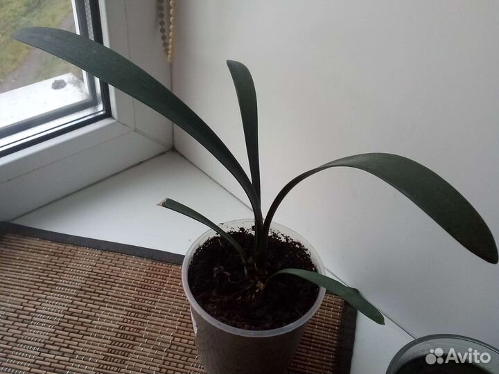 Отростки цветов