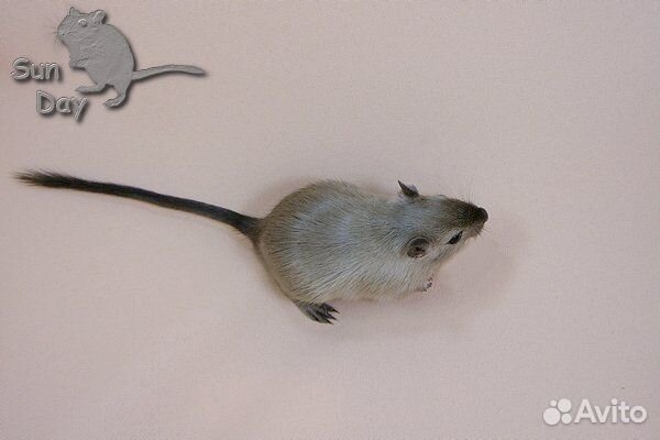 Монгольские песчанки из питомника