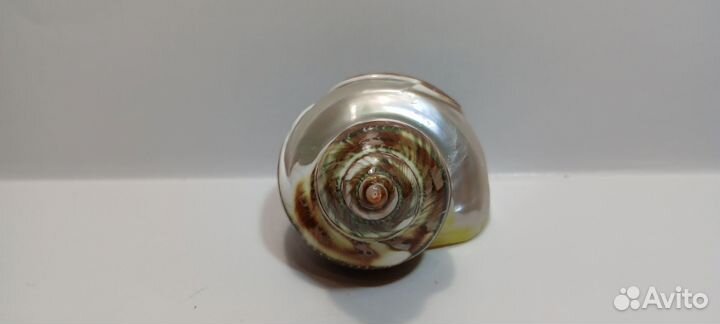 Турбо Петхолатус с дельфином 6,20 ракушка